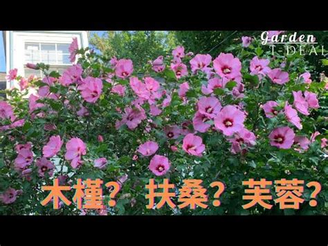 芙蓉風水|芙蓉種植風水：何處擺放最旺宅？